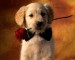pes s růží